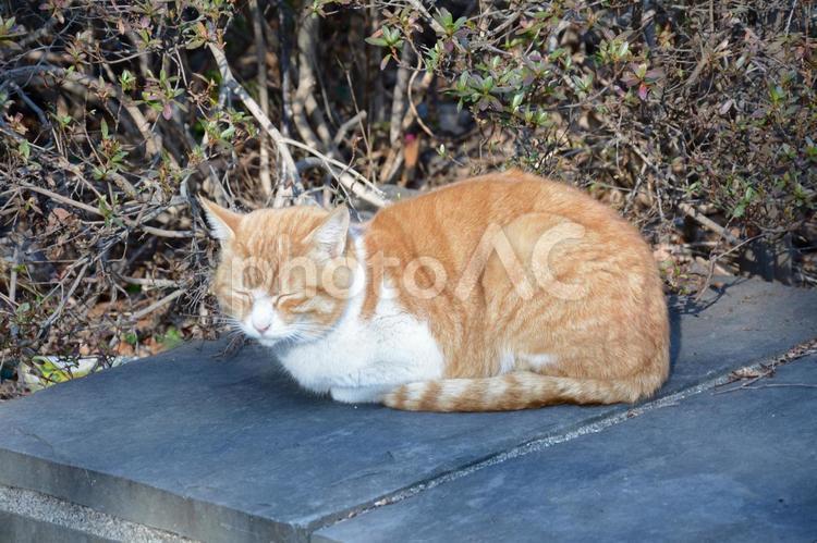 ゆったり休憩中の野良猫 野良猫,猫,catの写真素材