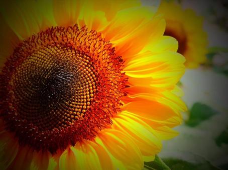 ひまわり ひまわりの写真