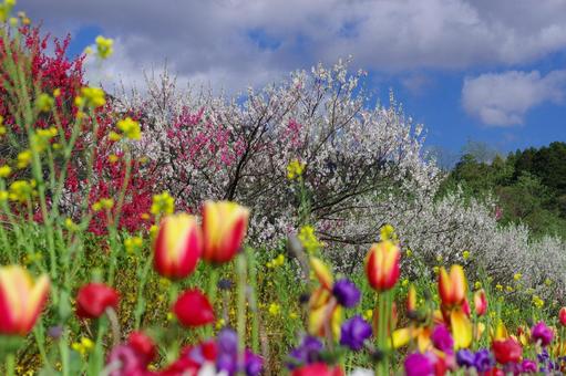 勝原花桃公園 源平桃 花 チューリップ 勝原花桃公園 源平桃 花 チューリップ 勝原花桃公園,源平桃,桃の花の写真素材