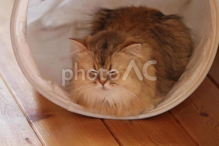 洗濯かごのネコ 猫,可愛い,子猫の写真素材
