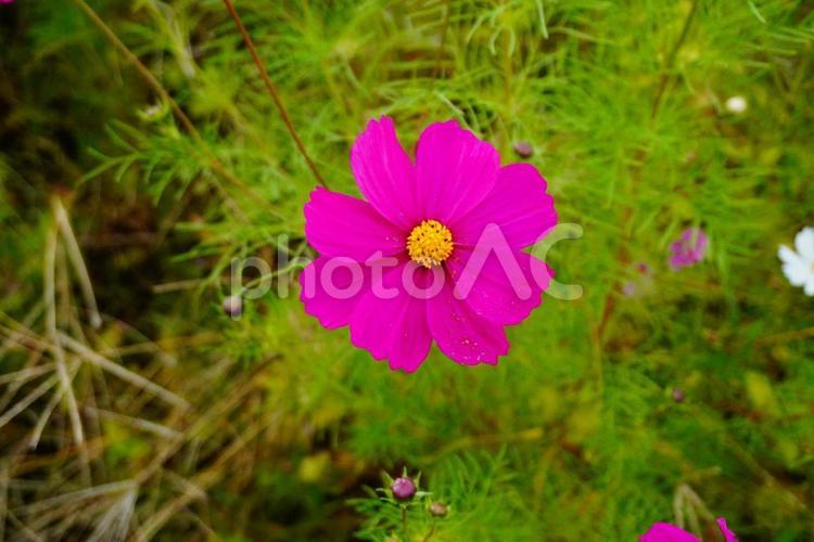 三重県松阪市星合町コスモス畑 コスモス,自然,アップの写真素材