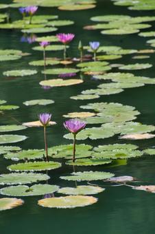 蓮の花の咲く池　別府　大分 蓮の花,池,蓮の写真素材