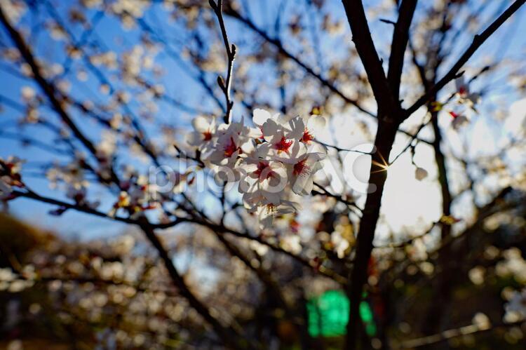 今、最高の満開。散り始めさえも、まったくない。透過光の桜 桜,japan,チェリーの写真素材
