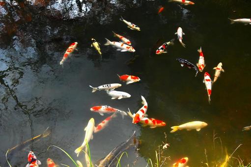 堀の池を泳ぐ綺麗なニシキゴイ 堀の池を泳ぐ綺麗なニシキゴイの写真