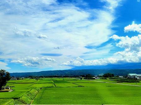 田んぼ 田んぼ 夏,田舎の風景,自然環境の写真素材