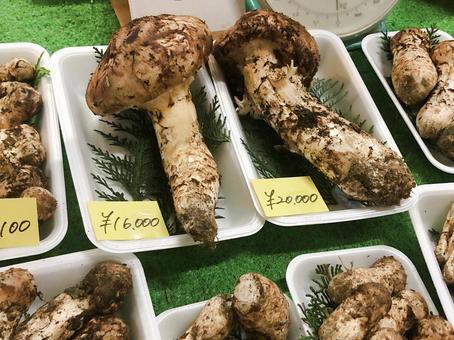 秋の味覚 マツタケ 秋の味覚 マツタケ 食べ物,きのこ,マツタケの写真素材