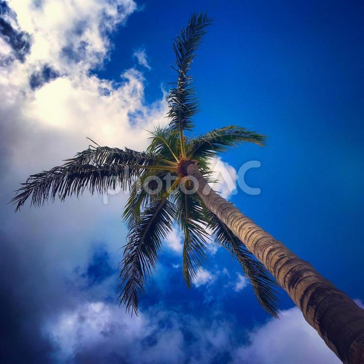 ヤシの木と青空 ヤシの木,椰子,青空の写真素材