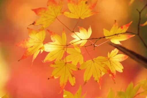 色づく紅葉 色づく紅葉の写真