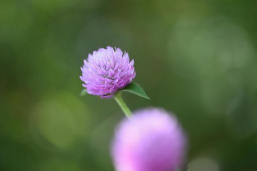 センニチコウの写真