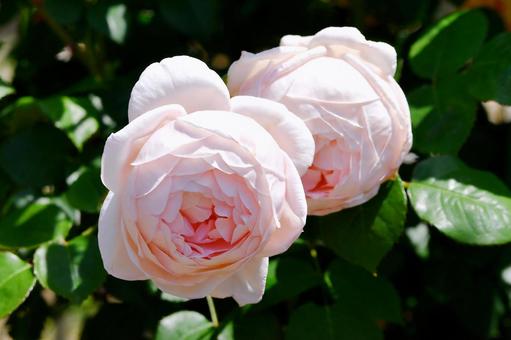 薔薇　アンブリッジローズ 薔薇,アンブリッジローズ,花の写真素材