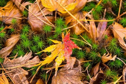 もみじ もみじの写真