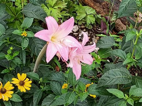 アマリリスの花 アマリリスの花の写真