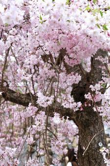 桜 桜の写真