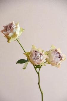 ラピスヴェール ラピスヴェール,紫,ばらの写真素材