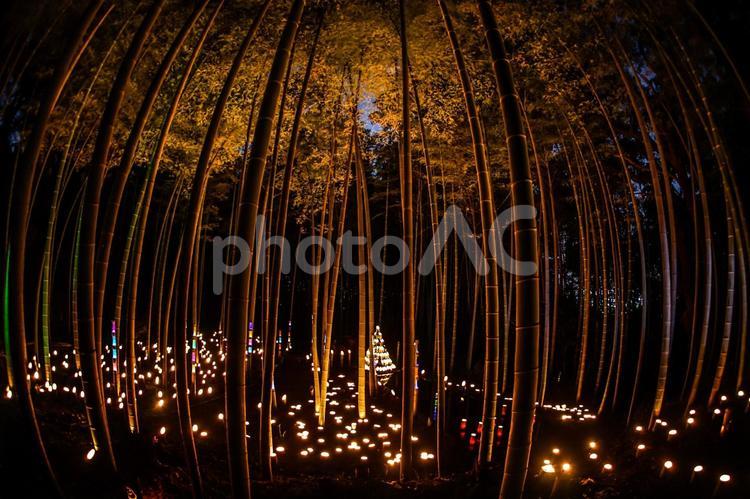 竹林の小径ライトアップ（小机城址市民の森） 竹林,ライトアップ,日本文化の写真素材