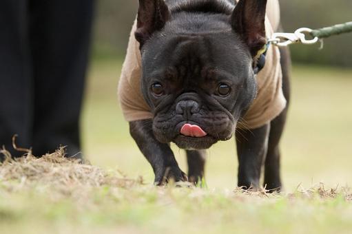 フレンチブルドッグのポートレート 犬,フレンチブルドッグ,いぬの写真素材