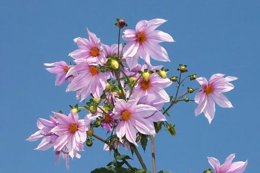 皇帝ダリヤ 植物,花,皇帝ダリヤの写真素材