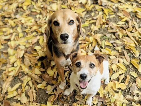 秋の絨毯13 犬,ビーグル,スマイルの写真素材