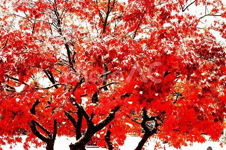 晩秋の滝野すずらん公園 あき,おちば,かえでの写真素材