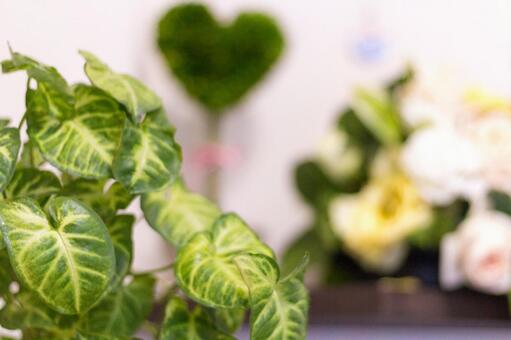 植物のインテリア 植物のインテリアの写真