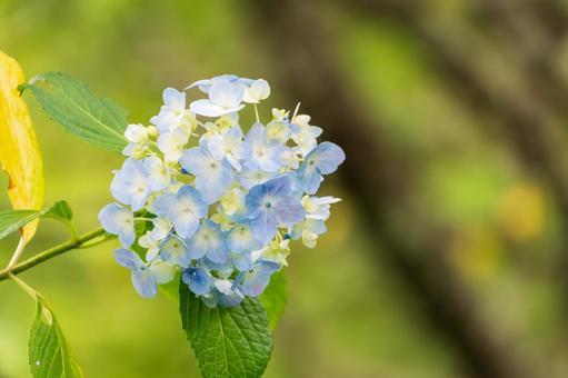 柔らかな光を浴びる青いアジサイの花房 柔らかな光を浴びる青いアジサイの花房の写真