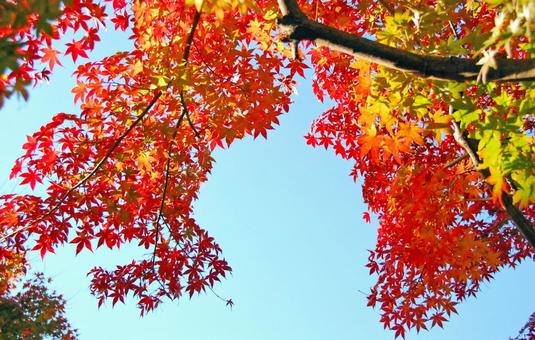 Ah leaf leaf e Ah leaf leaf e