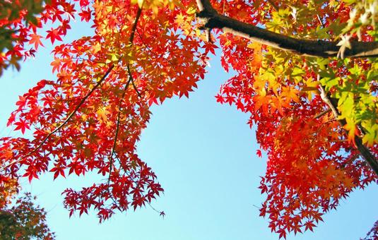 Ah leaf leaf e, sky and leaves, yellow leaves, colors of autumn, JPG