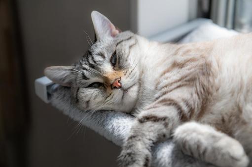 Cat relaxing by the window, JPG Cat relaxing by the window, JPG