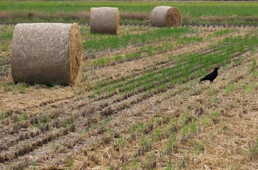 収穫した後の稲藁ロール 稲刈り,収穫,稲藁の写真素材