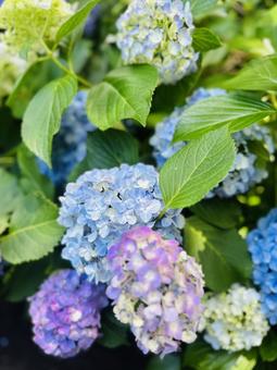 紫陽花 紫陽花の写真