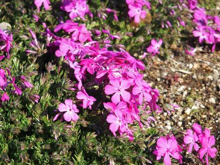 芝桜 芝桜の写真