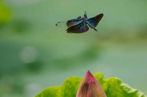 Butterfly dragonfly(45), JPG Butterfly dragonfly(45), JPG