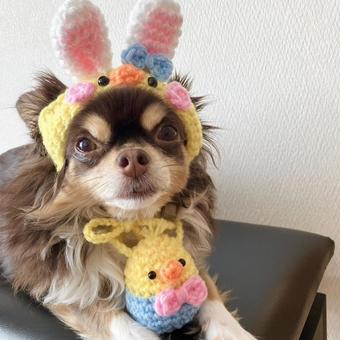 うさぎだワン うさぎだワンの写真