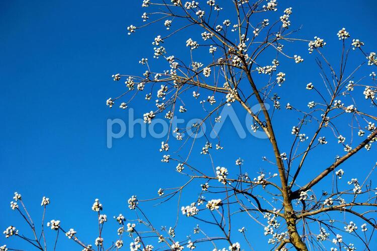 梅の蕾２ 青い空,何人もありません,自然の写真素材