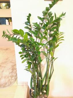 大型観葉植物　ザミオクルカス　7号鉢 大型観葉植物,ザミオクルカス,リビングの写真素材