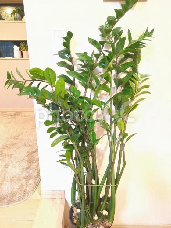 大型観葉植物　ザミオクルカス　7号鉢 大型観葉植物,ザミオクルカス,リビングの写真素材