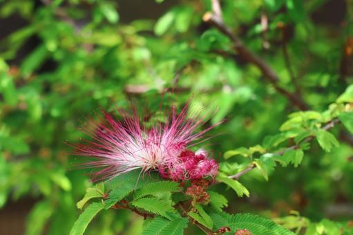 Photo, nemnock, wood, flower, 