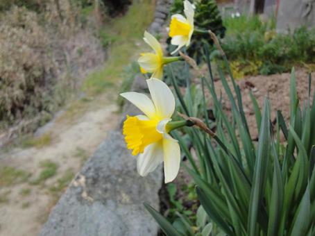 水仙の写真