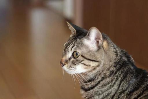見つめる猫 見つめる猫の写真
