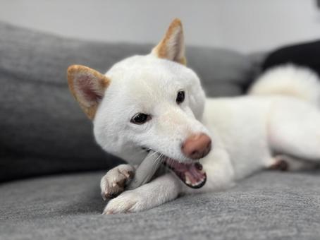 かみかみ柴 かみかみ柴 犬,柴犬,白柴の写真素材