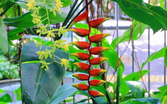 鮮やかなオレンジ色の苞をつけるヘリコニア 鮮やかなオレンジ色の苞をつけるヘリコニア ヘリコニア,熱帯植物,オウムバナの写真素材