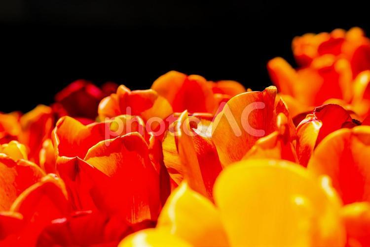 チューリップのアップ チューリップ,ちゅーりっぷ,花の写真素材