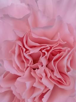 カーネーションの写真