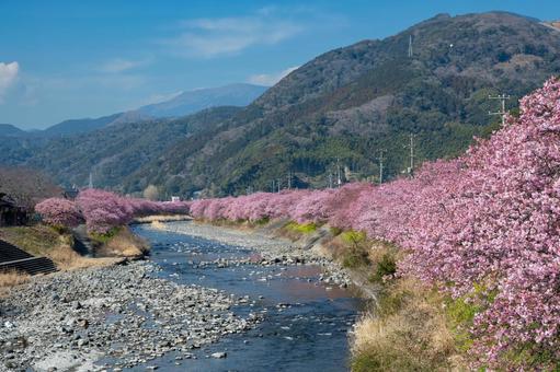 伊豆、早咲きの河津桜並木、早春の風景 伊豆、早咲きの河津桜並木、早春の風景 河津桜,桜,春の写真素材