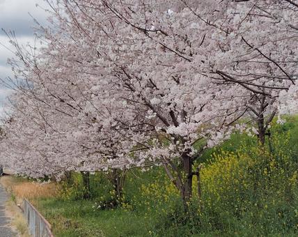 桜並木 桜,花,ピンクの写真素材