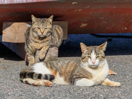 港で生きるの野良猫です。 港で生きるの野良猫です。の写真