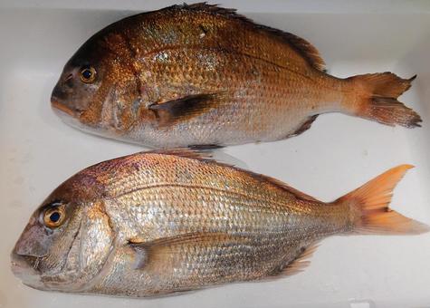 天然真鯛と養殖の真鯛 比較 天然真鯛と養殖の真鯛 比較 鯛,魚,魚屋の写真素材