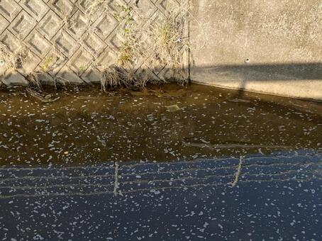 きたなめの川 用水路,水質,泡の写真素材