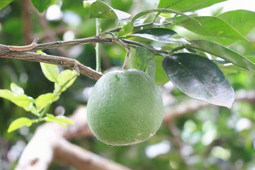 かぼす カボス,果樹,みどりの写真素材