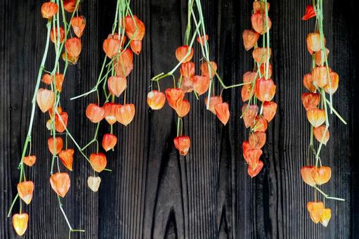 軒下のホオズキ ほおずき,鬼灯,軒下の写真素材